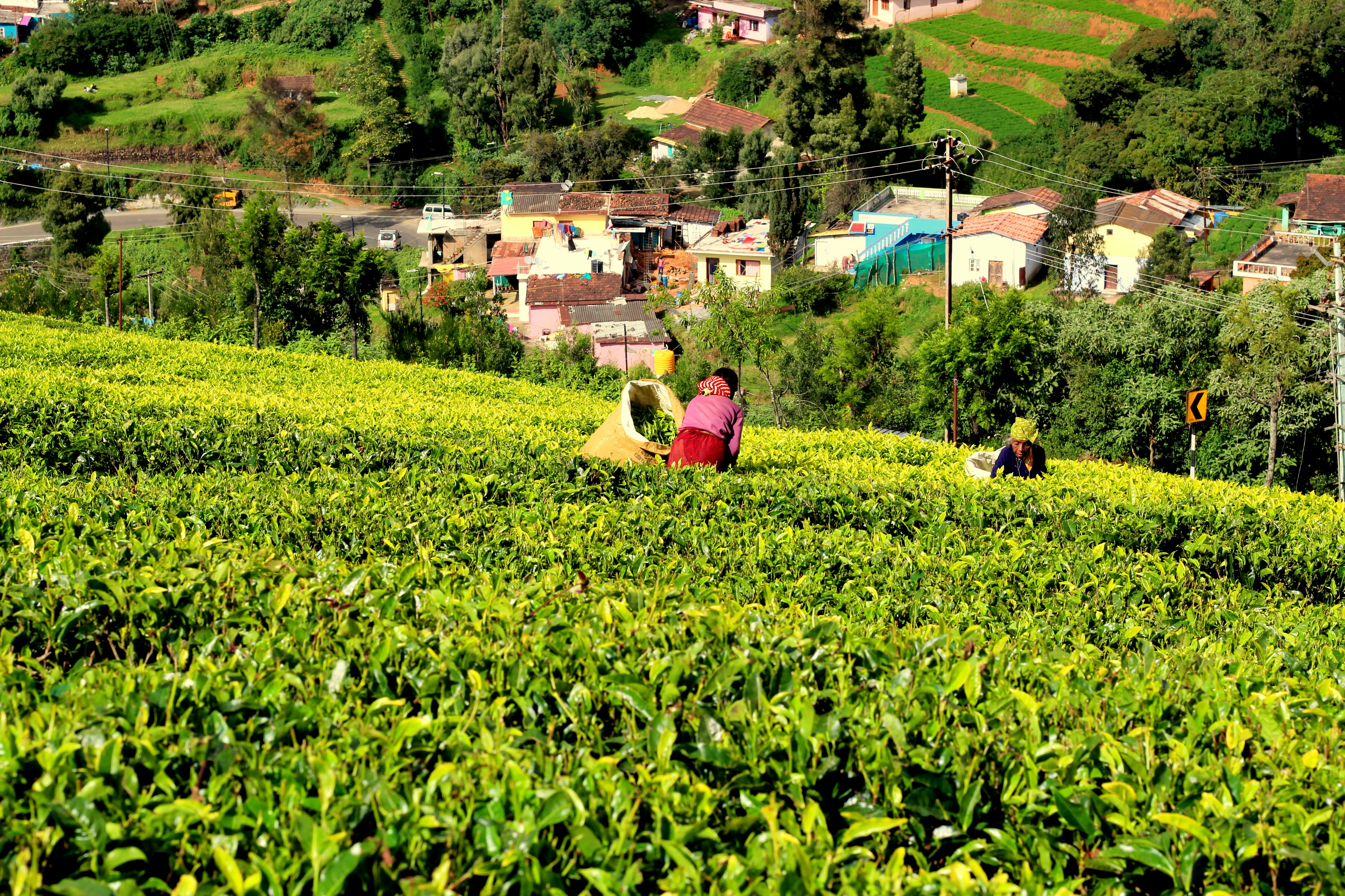 Ooty